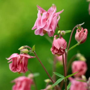 Nora Barlow Columbine Seeds - Double Pink & Green Blooms - 25 Seeds - Image 16