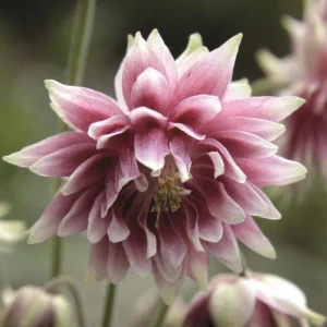 Nora Barlow Columbine Seeds - Double Pink & Green Blooms - 25 Seeds - Image 17