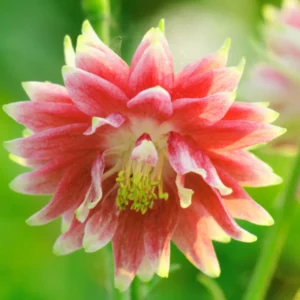 Nora Barlow Columbine Seeds - Double Pink & Green Blooms - 25 Seeds - Image 2