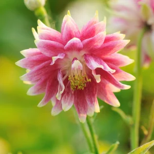 Nora Barlow Columbine Seeds - Double Pink & Green Blooms - 25 Seeds - Image 3