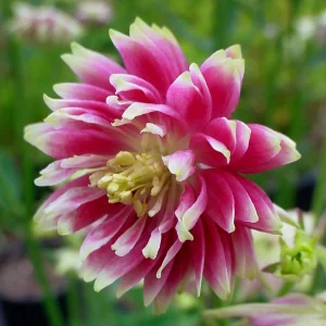 Nora Barlow Columbine Seeds - Double Pink & Green Blooms - 25 Seeds - Image 4