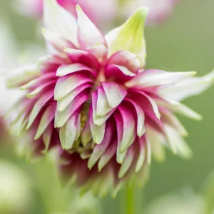Nora Barlow Columbine Seeds - Double Pink & Green Blooms - 25 Seeds - Image 5