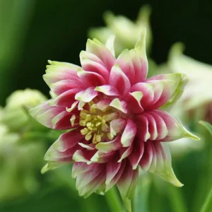 Nora Barlow Columbine Seeds - Double Pink & Green Blooms - 25 Seeds - Image 6