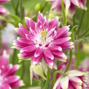 Nora Barlow Columbine Seeds - Double Pink & Green Blooms - 25 Seeds - Image 7