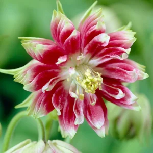 Nora Barlow Columbine Seeds - Double Pink & Green Blooms - 25 Seeds - Image 8
