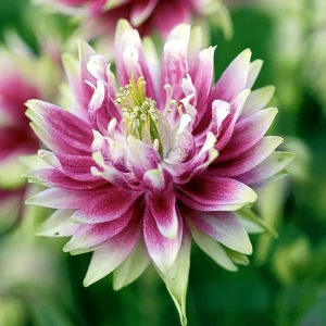 Nora Barlow Columbine Seeds - Double Pink & Green Blooms - 25 Seeds - Image 9
