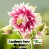 Nora Barlow Columbine Seeds - Double Pink & Green Blooms - 25 Seeds - Image 1