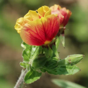 Oenothera Fruticosa Blood Orange Evening Primrose Seeds - Perennial, Drought Tolerant - 30 Seeds - Image 10