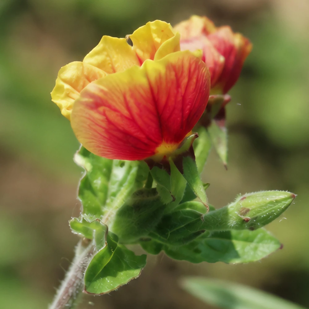Oenothera Fruticosa Blood Orange Evening Primrose Seeds - Perennial, Drought Tolerant - 30 Seeds - Image 10