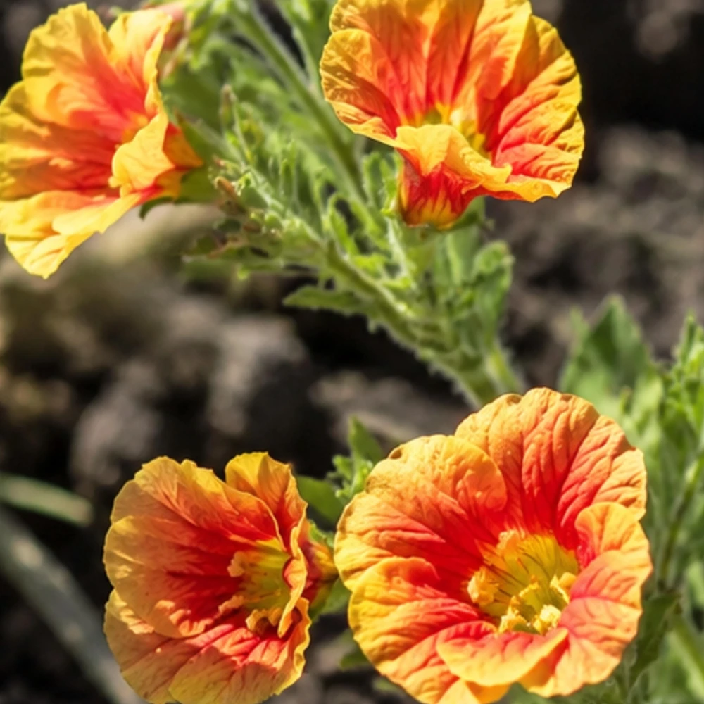Oenothera Fruticosa Blood Orange Evening Primrose Seeds - Perennial, Drought Tolerant - 30 Seeds - Image 11