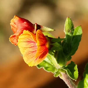 Oenothera Fruticosa Blood Orange Evening Primrose Seeds - Perennial, Drought Tolerant - 30 Seeds - Image 14