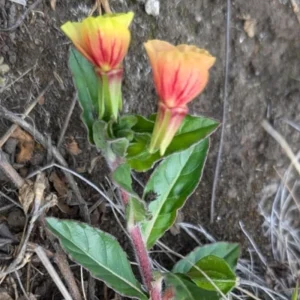 Oenothera Fruticosa Blood Orange Evening Primrose Seeds - Perennial, Drought Tolerant - 30 Seeds - Image 16