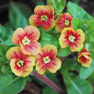 Oenothera Fruticosa Blood Orange Evening Primrose Seeds - Perennial, Drought Tolerant - 30 Seeds - Image 3