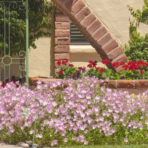 Oenothera speciosa ‘Siskiyou’ Evening Primrose Seeds - 30 Seed Pack - Pollinator Friendly - Image 10