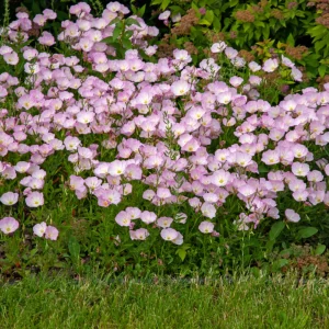 Oenothera speciosa ‘Siskiyou’ Evening Primrose Seeds - 30 Seed Pack - Pollinator Friendly - Image 11