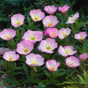Oenothera speciosa ‘Siskiyou’ Evening Primrose Seeds - 30 Seed Pack - Pollinator Friendly - Image 12