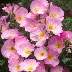 Oenothera speciosa ‘Siskiyou’ Evening Primrose Seeds - 30 Seed Pack - Pollinator Friendly - Image 13