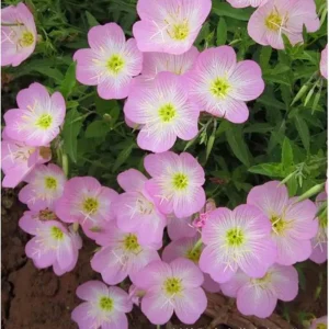 Oenothera speciosa ‘Siskiyou’ Evening Primrose Seeds - 30 Seed Pack - Pollinator Friendly - Image 14