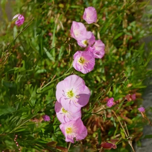 Oenothera speciosa ‘Siskiyou’ Evening Primrose Seeds - 30 Seed Pack - Pollinator Friendly - Image 15