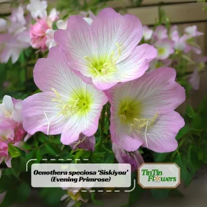 Oenothera speciosa ‘Siskiyou’ Evening Primrose Seeds - 30 Seed Pack - Pollinator Friendly - Image 1