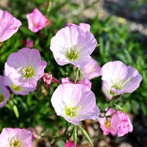 Oenothera speciosa ‘Siskiyou’ Evening Primrose Seeds - 30 Seed Pack - Pollinator Friendly - Image 2