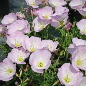 Oenothera speciosa ‘Siskiyou’ Evening Primrose Seeds - 30 Seed Pack - Pollinator Friendly - Image 3