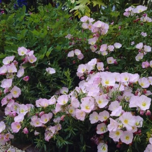 Oenothera speciosa ‘Siskiyou’ Evening Primrose Seeds - 30 Seed Pack - Pollinator Friendly - Image 4