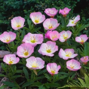 Oenothera speciosa ‘Siskiyou’ Evening Primrose Seeds - 30 Seed Pack - Pollinator Friendly - Image 5