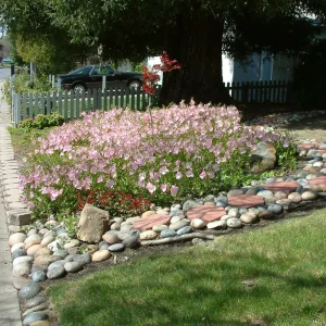 Oenothera speciosa ‘Siskiyou’ Evening Primrose Seeds - 30 Seed Pack - Pollinator Friendly - Image 6