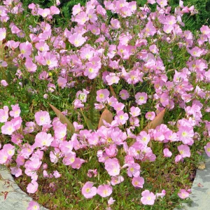 Oenothera speciosa ‘Siskiyou’ Evening Primrose Seeds - 30 Seed Pack - Pollinator Friendly - Image 7