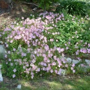 Oenothera speciosa ‘Siskiyou’ Evening Primrose Seeds - 30 Seed Pack - Pollinator Friendly - Image 8
