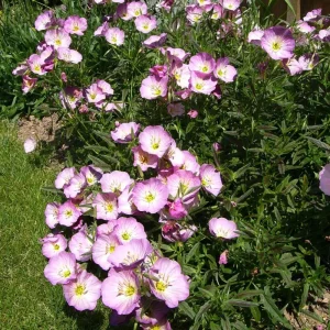 Oenothera speciosa ‘Siskiyou’ Evening Primrose Seeds - 30 Seed Pack - Pollinator Friendly - Image 9