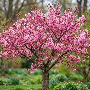 Okame Flowering Cherry Tree Live Plant - 6-12