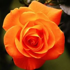 Orange Hybrid Tea Rose Seeds - Perennial Flower Seeds - 30 Seeds - Image 10