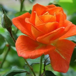 Orange Hybrid Tea Rose Seeds - Perennial Flower Seeds - 30 Seeds - Image 2