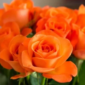 Orange Hybrid Tea Rose Seeds - Perennial Flower Seeds - 30 Seeds - Image 3