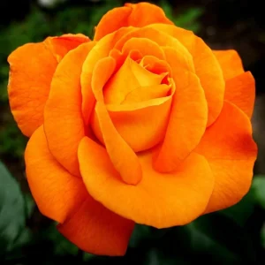 Orange Hybrid Tea Rose Seeds - Perennial Flower Seeds - 30 Seeds - Image 4