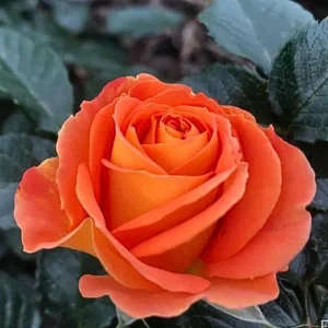 Orange Hybrid Tea Rose Seeds - Perennial Flower Seeds - 30 Seeds - Image 5
