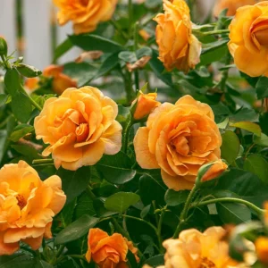 Orange Hybrid Tea Rose Seeds - Perennial Flower Seeds - 30 Seeds - Image 7