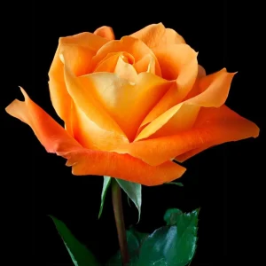 Orange Hybrid Tea Rose Seeds - Perennial Flower Seeds - 30 Seeds - Image 8