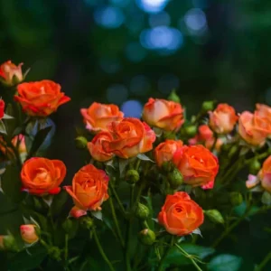 Orange Hybrid Tea Rose Seeds - Perennial Flower Seeds - 30 Seeds - Image 9