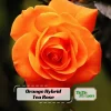 Orange Hybrid Tea Rose Seeds - Perennial Flower Seeds - 30 Seeds - Image 1