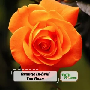 Orange Hybrid Tea Rose Seeds - Perennial Flower Seeds - 30 Seeds - Image 1