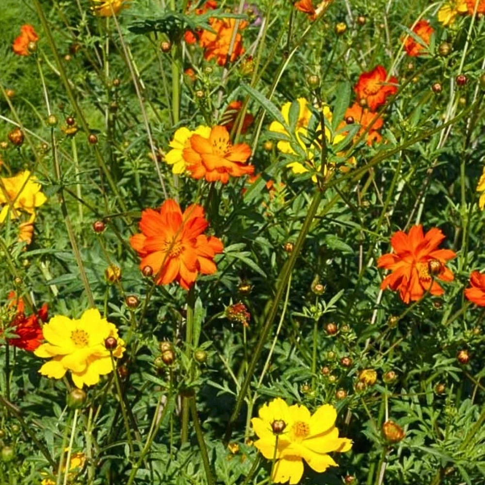 Orange & Yellow Cosmos Seeds - Open-Pollinating Flower Seeds - Easy Grow - 50 Pack - Image 10