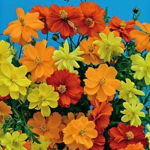 Orange & Yellow Cosmos Seeds - Open-Pollinating Flower Seeds - Easy Grow - 50 Pack - Image 11