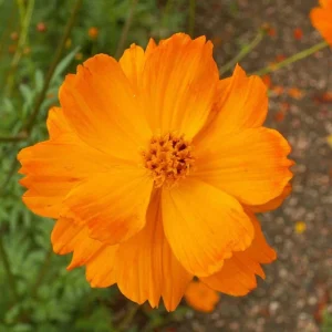 Orange & Yellow Cosmos Seeds - Open-Pollinating Flower Seeds - Easy Grow - 50 Pack - Image 12