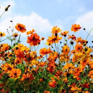 Orange & Yellow Cosmos Seeds - Open-Pollinating Flower Seeds - Easy Grow - 50 Pack - Image 13