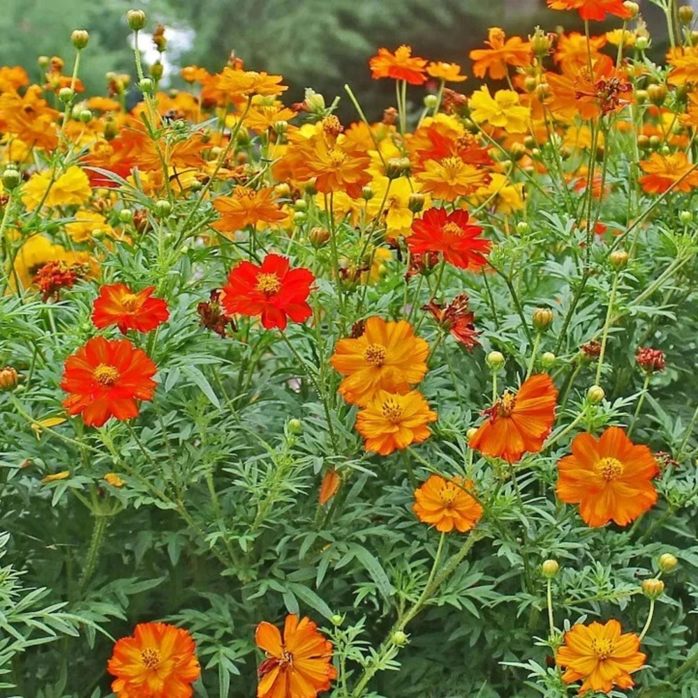 Orange & Yellow Cosmos Seeds - Open-Pollinating Flower Seeds - Easy Grow - 50 Pack - Image 14