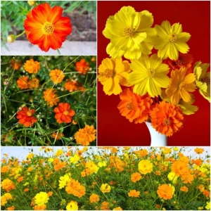Orange & Yellow Cosmos Seeds - Open-Pollinating Flower Seeds - Easy Grow - 50 Pack - Image 15