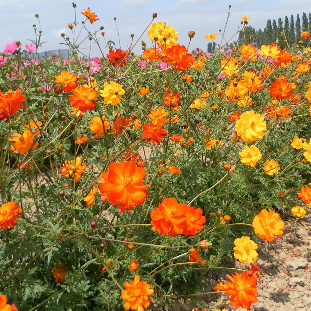 Orange & Yellow Cosmos Seeds - Open-Pollinating Flower Seeds - Easy Grow - 50 Pack - Image 16